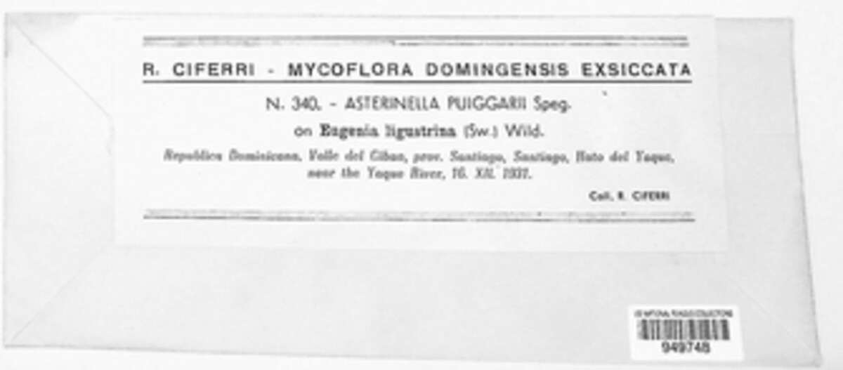 Asterinella image